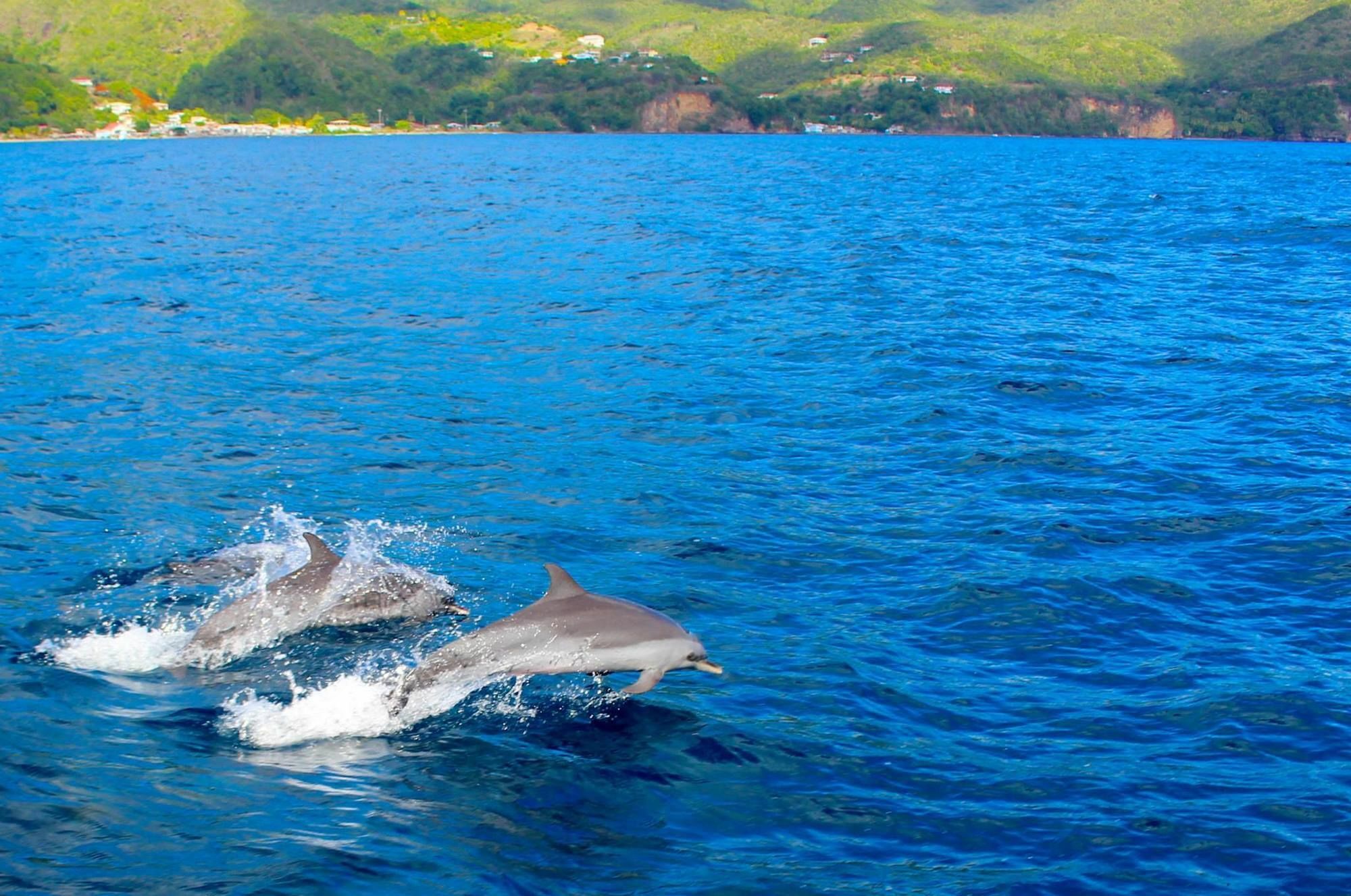 Anchorage Hotel, Whale Watch & Dive Center Roseau Bagian luar foto